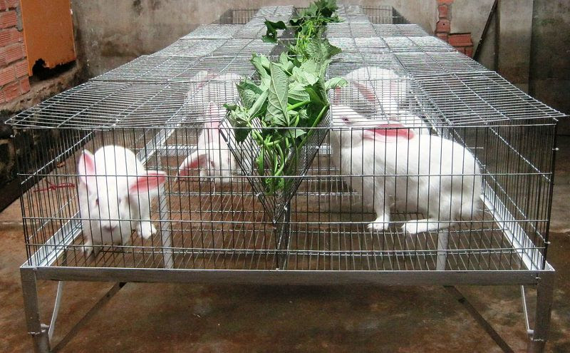 Kỹ thuật nuôi thỏ trong nhà
